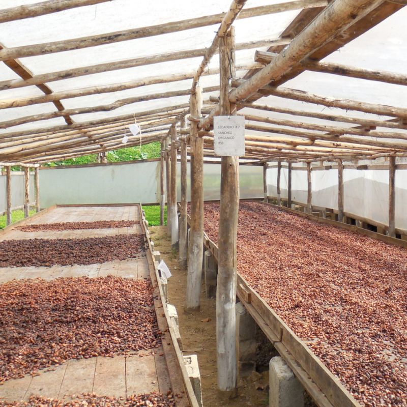 Plantation cacao Bio