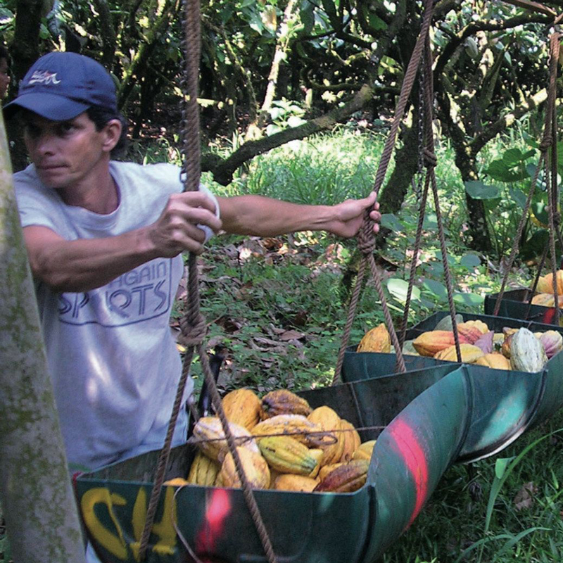 Producteur cacao à Saint Domingue