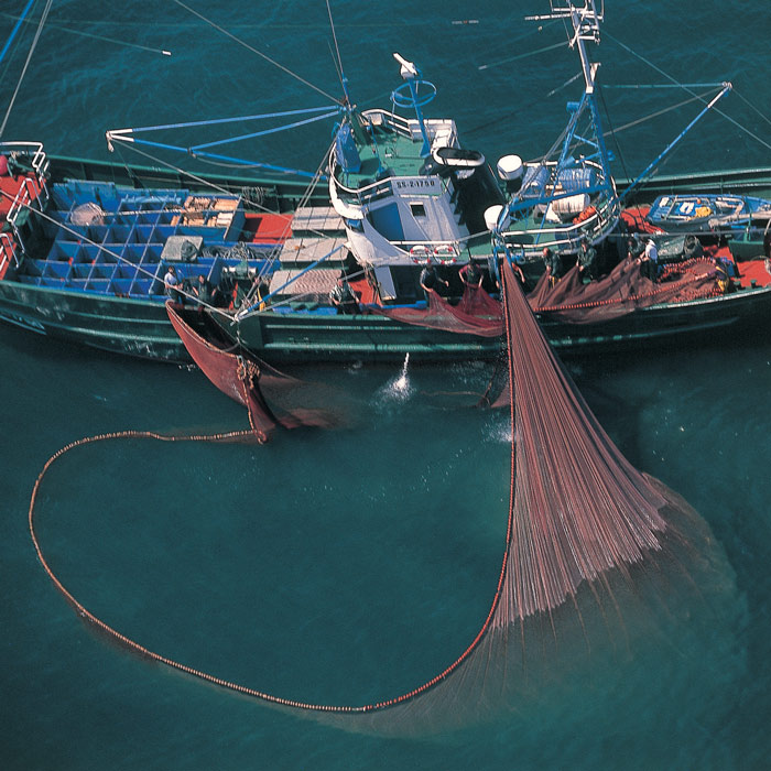 La-pesca-de-anchoas-con-cerco.jpg